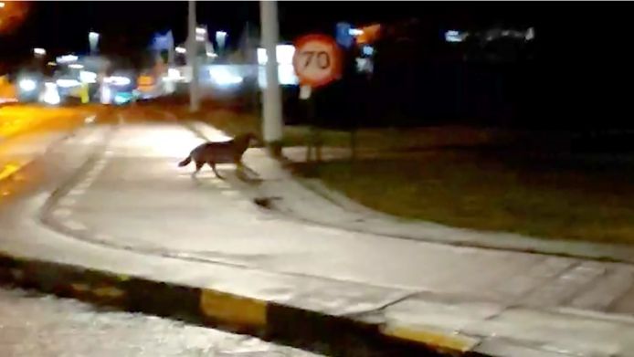 Le loup a été vu en train de traverser un carrefour.