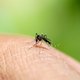 Muggenseizoen is gestart: met déze tips voorkom je dat je gestoken wordt