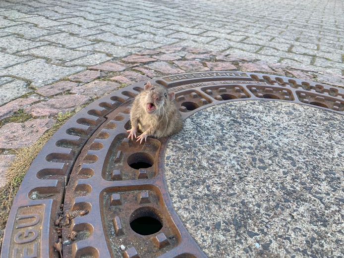 De rat was doodsbang, toen hij klem zat in het putdeksel.