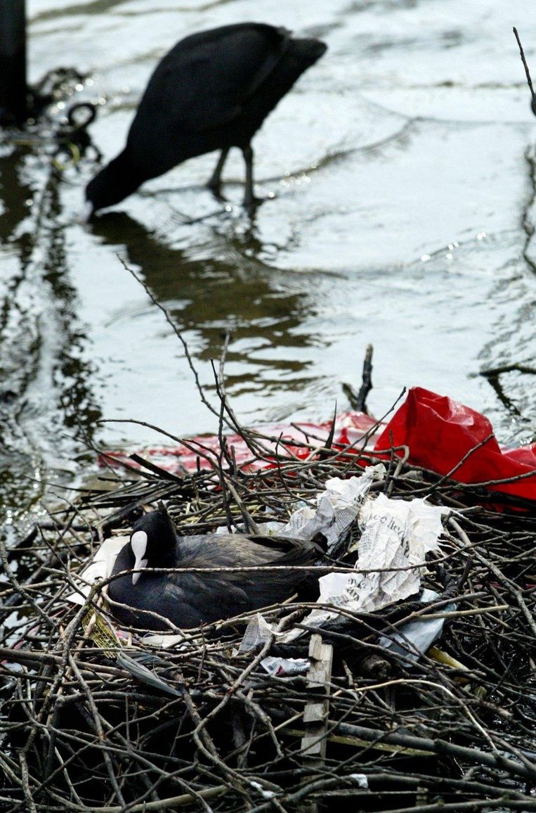 Een meerkoet heeft een nest gebouwd van takken, kranten en ander afval uit de stad. Beeld anp