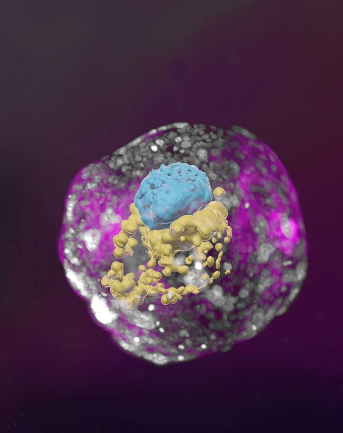 Het embryomodel heeft blauwe cellen (embryo), gele cellen (dooierzak) en roze cellen (placenta).