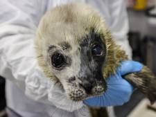 Veel te vroeg geboren zeehondje krijgt virus en overlijdt alsnog