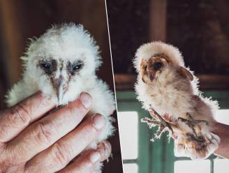 Vijf kerkuiltjes groeien op in toren van het gemeentehuis: “Ze eten elk tot drie muizen per nacht”