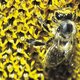 Dieven beroven Britse imkers van hun bijenkasten