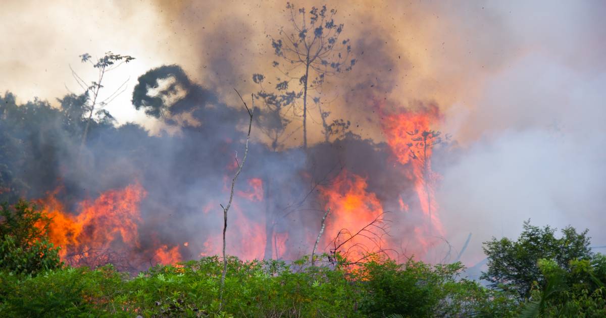 Superficie record de forêt brûlée en Amazonie au cours des premiers mois de l’année |  À l’étranger