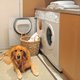 Honden- of kattenharen op je schone was? Voeg dít toe aan de wasmachine