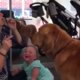 Bellenblaas + hond = baby in een deuk