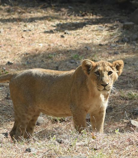 WWF: aantal conflicten tussen mensen en wilde dieren bereikt zorgwekkend niveau