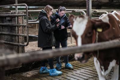 Studenten veehouderij stralen bij vakwedstrijd koeienkeuren: ‘Met spermawaardebon als prijs een mooi