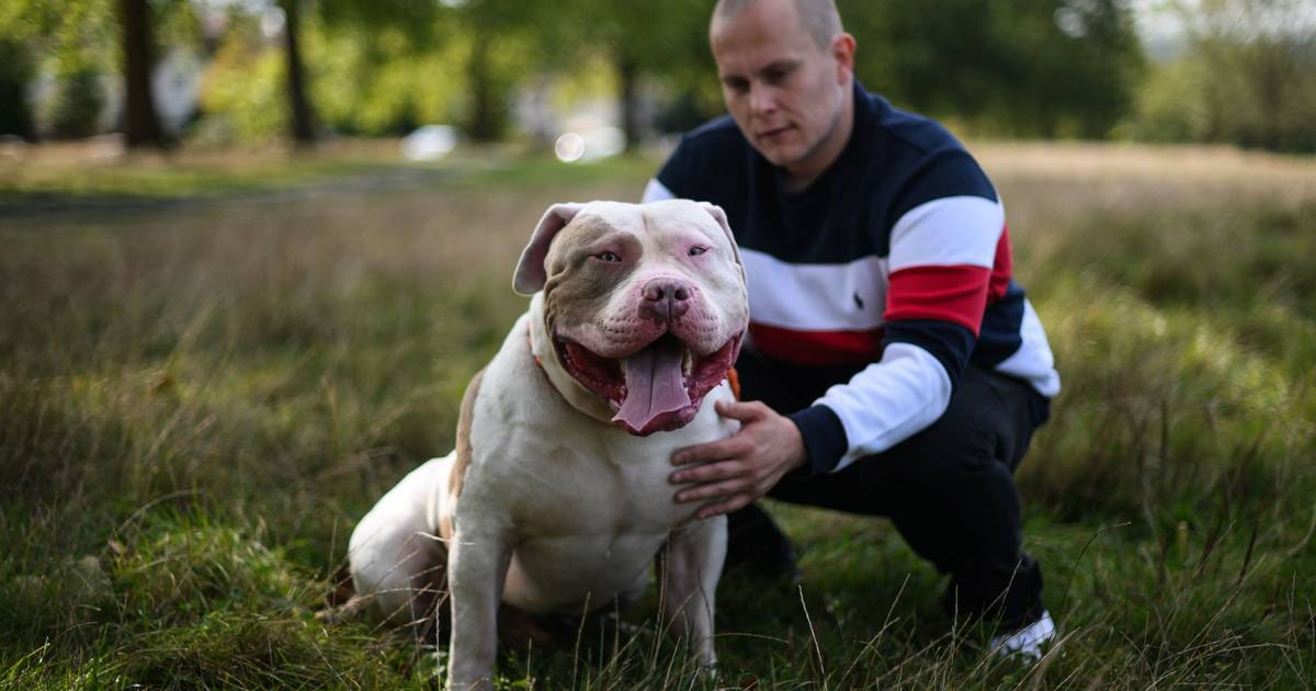 The British government bans the American Bully XL dog breed after two fatal accidents |  outside