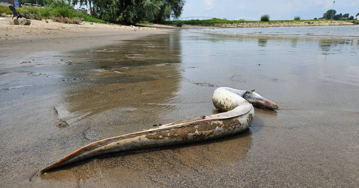 Noud (5) vindt een enorme dode paling langs de rivier en niet alleen de ...