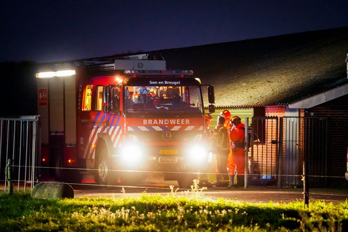 In Nuenen zijn 50 varkens in een mestput gevallen.