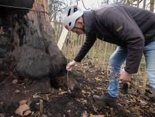 ‘De boom is dood, leve de boom!’, wereldboom in ’t Wasven krijgt een transplantatie