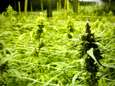 Meer dan 1.000 cannabisplantages ontmanteld in 2011