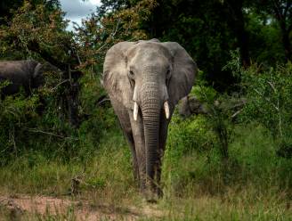 Olifanten trappen stroper dood in Zuid-Afrika