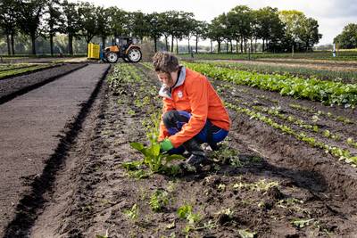 Herenboerderij trapt op de rem na afwijkende waarden in groenten