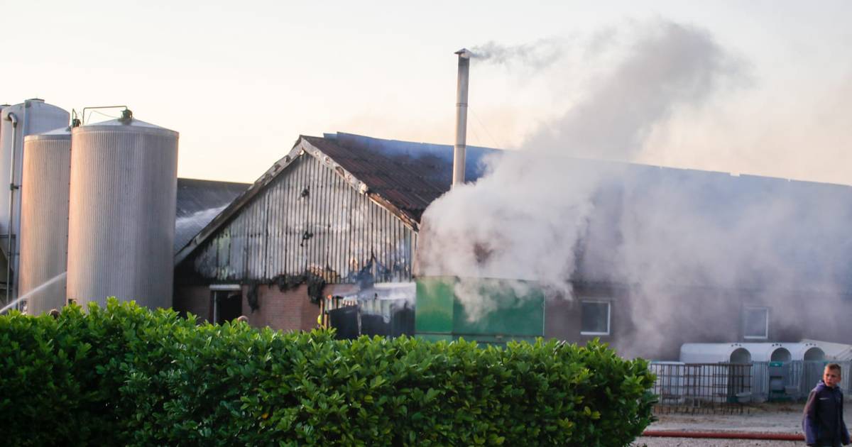 200 kalveren omgekomen bij brand in stal Streefkerk