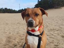 Angstige hond zwerft al dagen over de Veluwe: ‘Ze loopt zelfs de snelweg op’