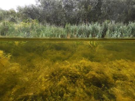 Waterkwaliteit in de Biesbosch keldert door aanhoudende droogte