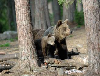 Beren zorgen voor onrust in Oostenrijkse en Italiaanse Alpen