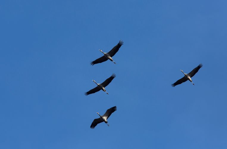 Kraanvogels kunnen dankzij een stof in hun ogen, chryptochroom, het magnetisch veld van de aarde ‘zien’, en vinden ze zo hun weg terug. Beeld Sijmen Hendriks