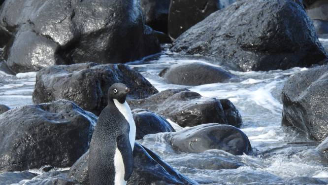 Pinguïn legt 3000 km af en spoelt aan op strand Nieuw-Zeeland