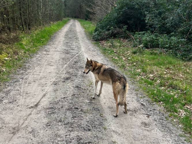 Banjert een wolf of wolfshond over de Putseweg? Els is verbaasd het dier op klaarlichte dag aan te treffen