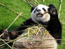 Les excréments des pandas de Pairi Daiza sous la loupe