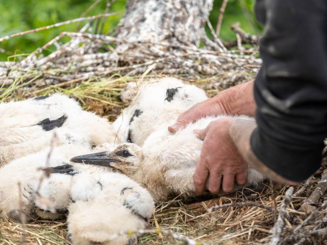 IN BEELD. ZOO Planckendael ringt eerste ooievaars van wel 93 nesten: “Maar ons hotel is nog lang niet volzet”