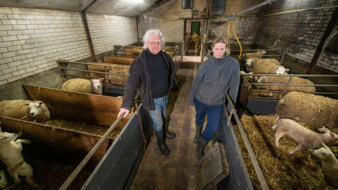 Wolf houdt huis in omgeving Klarenbeek: 'De blik op het doodgebeten schaap ging door merg en been’