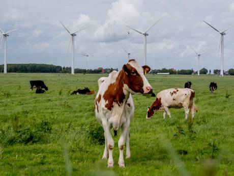 Bronckhorst wil windmolens tóch hoger en op meer plekken: ‘Dit is onacceptabel’