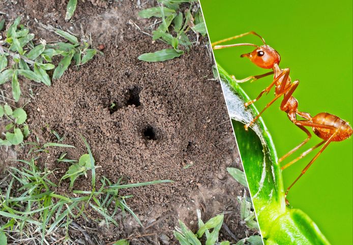 Mieren helemaal uit je tuin bannen is onmogelijk, maar je kan de last wel tot het minimum beperken.