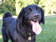 Professor waarschuwt: ‘Speeksel van honden is dodelijk voor de mens’