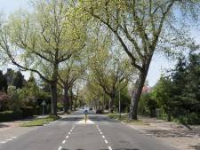 Hoop op terugkeer zilveresdoorn in Huyghenslaan