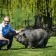 ‘Ben Weyts is een dierenvriend, en dus een onhandige sukkel’
