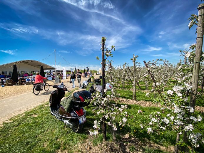 Bloesems vorig jaar.