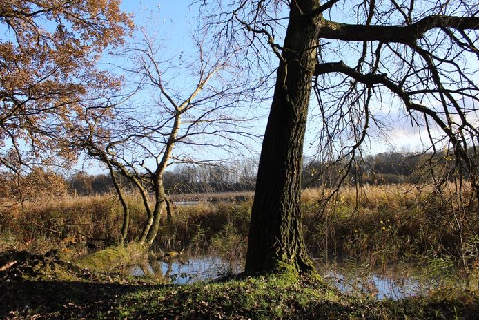 Natuurreservaat het Torfbroek in Kampenhout.