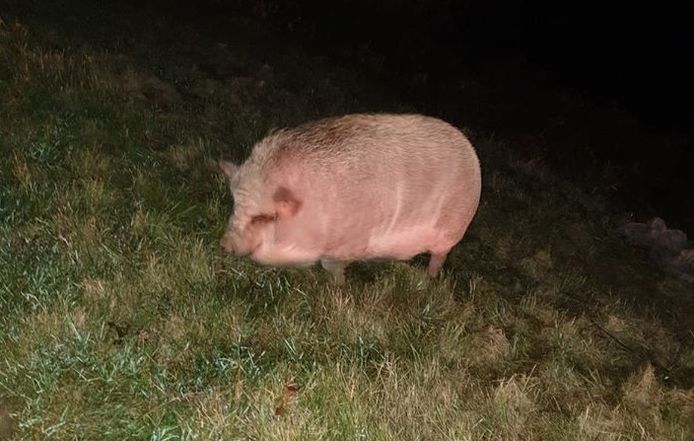 Hangbuikzwijntje liep los rond in Empel.