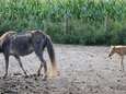 Schrijnende beelden van verwaarloosde pony's in Herdersem