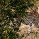 In 1952 werd de cheeta uitgestorven verklaard in India, nu keert hij terug