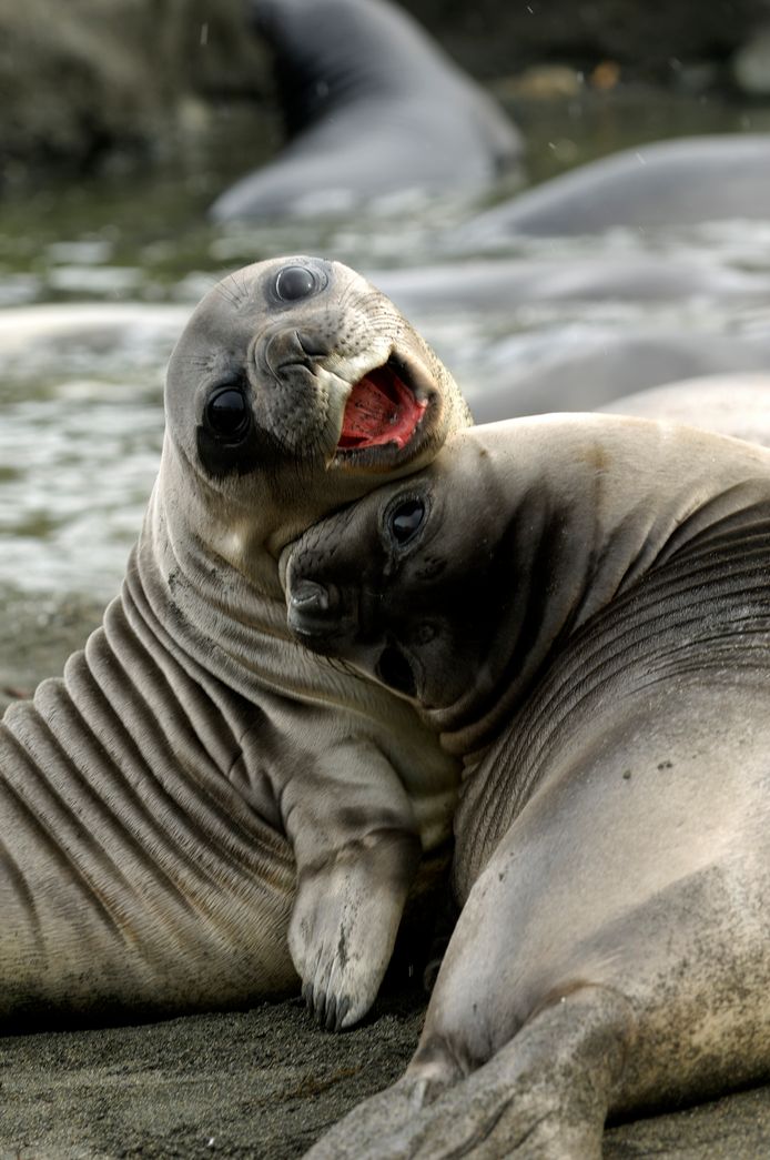 Spelende zeehonden van ongeveer vier weken oud.