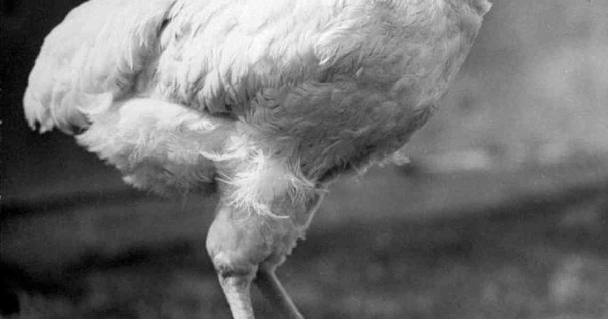 Kip overleefde 18 maanden zonder kop De Krant HLN