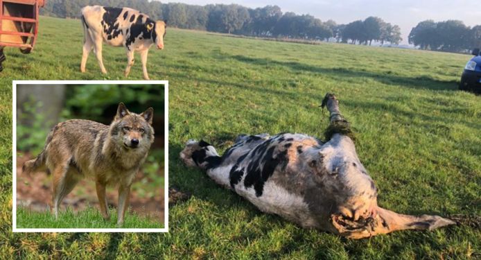 A dead calf in Sleen, Drenthe.