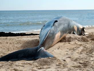 Dode walvis met maag vol plastic aangetroffen op Sicilië