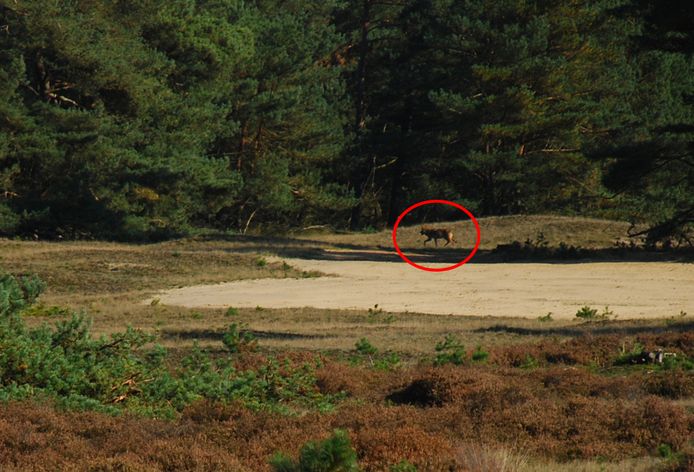 Op basis van deze foto wisten experts het zeker: er loopt een wolf op de Veluwe.