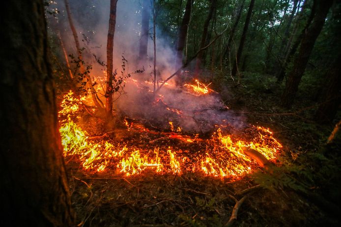 Bosbrandje bij Berkendonk in Helmond