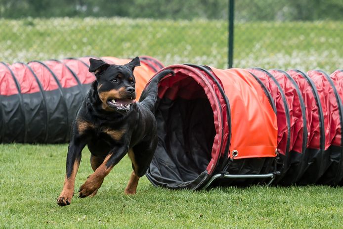 Omwonenden geven toe dat sinds de honden in de loodsen zitten de overlast sterk is afgenomen.