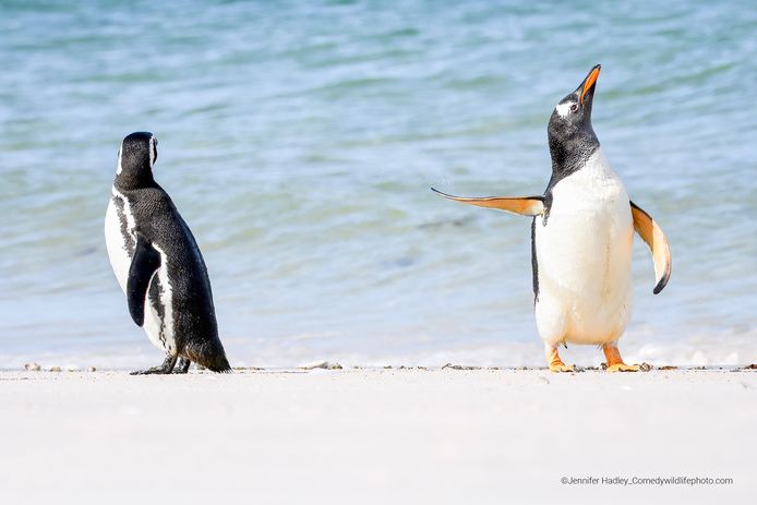 The Comedy Wildlife Photography Awards 2022: talk to the fin (Falkland Eilanden).