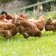 Ophokplicht voor pluimvee in het hele land