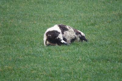 ‘Het werk van een wolf’: drie drachtige schapen doodgebeten in Overijssel